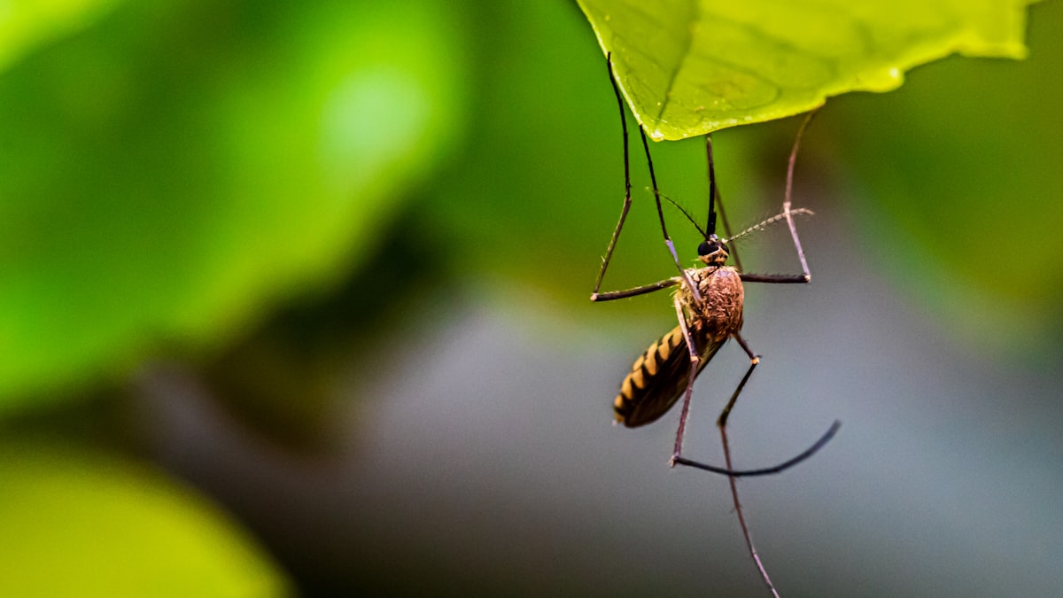 স্থির পানিতে জন্ম নেওয়া মশাই ডেঙ্গু ছড়ায়, তাই মশার প্রজননস্থল ধ্বংস করাই প্রতিরোধের মূল চাবিকাঠি।